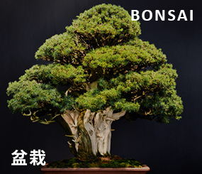 Bonsai