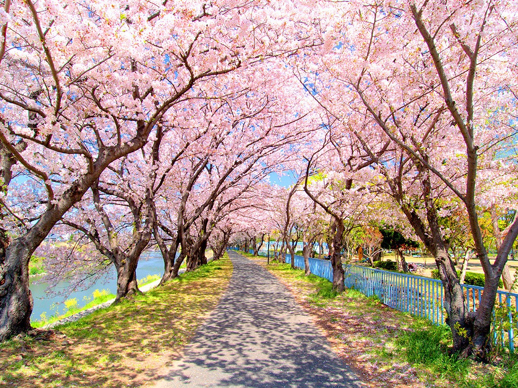 Cherry blossom festival