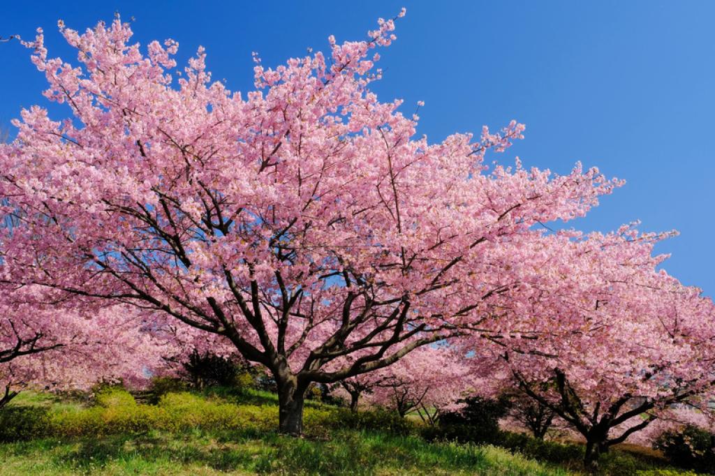 Sakura-cherry blossom