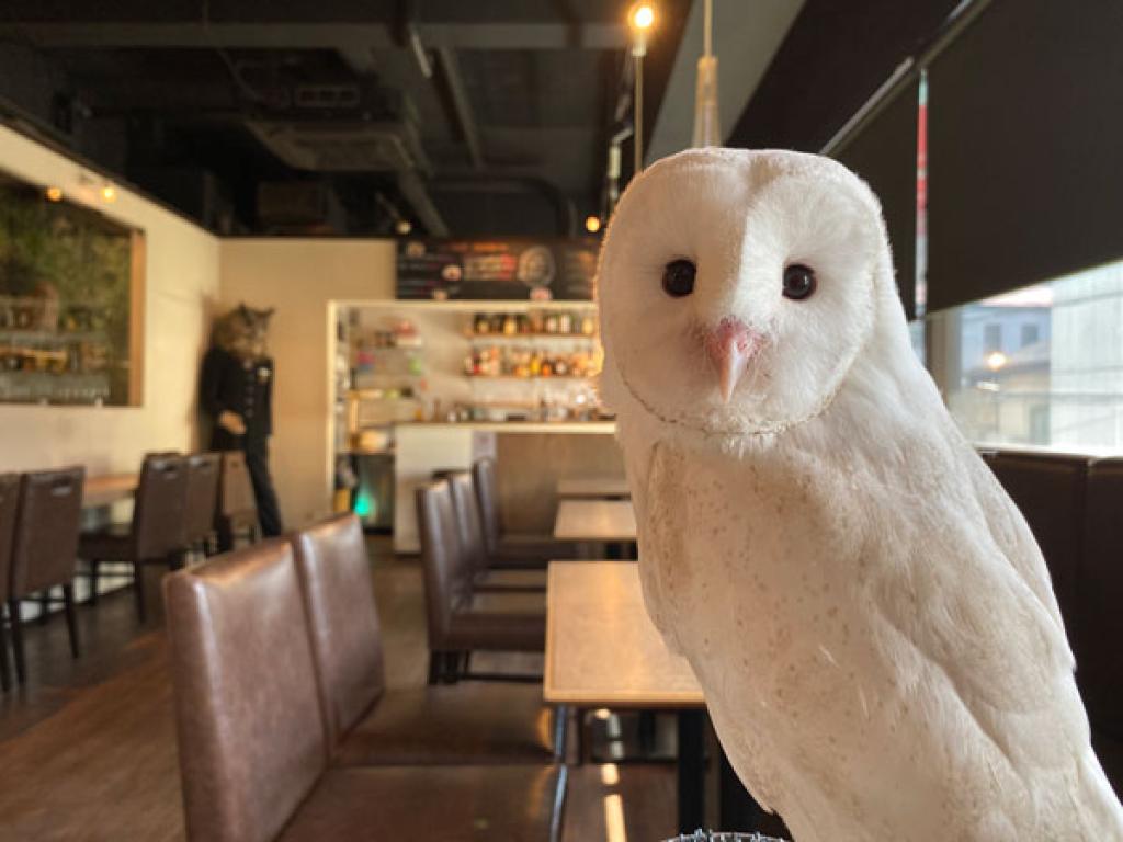 Owl Café