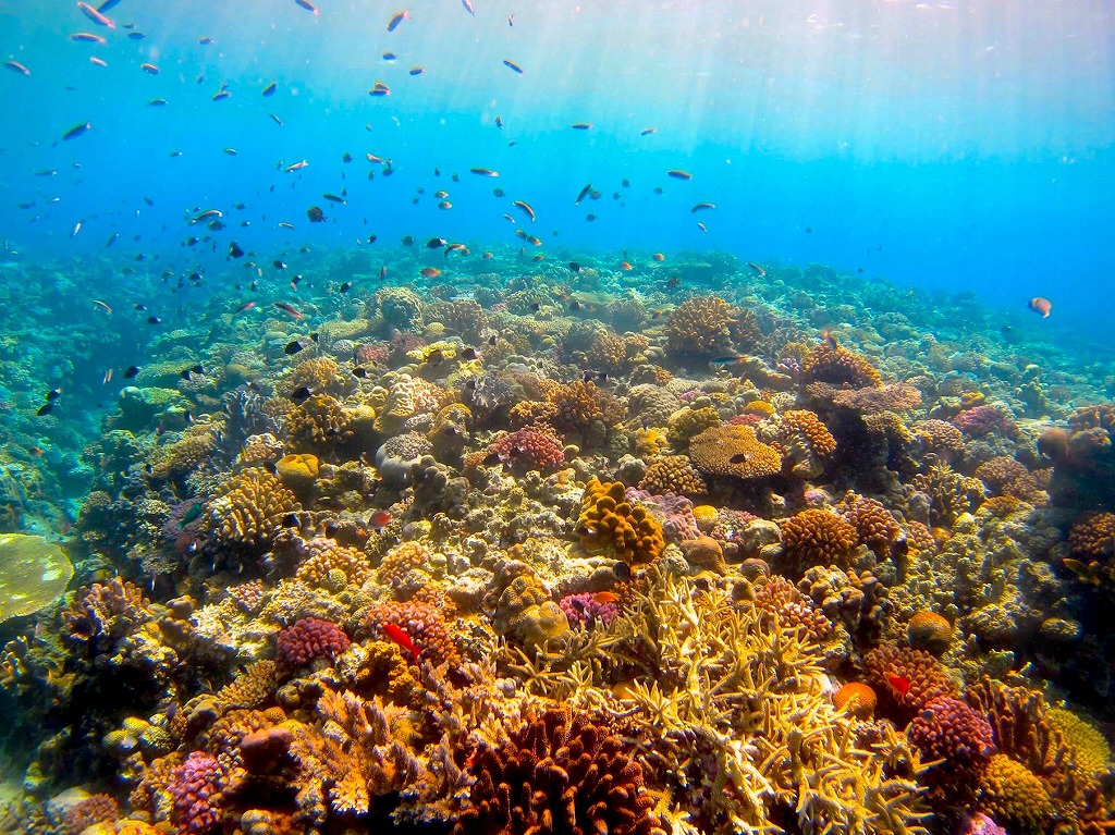 【Okinawa・Onna-son Area】 Takes minimal 5 minutes by boat. Boat Fun Diving 2 dives (Afternoon time)